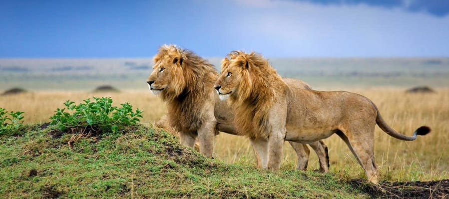 Gir National Park