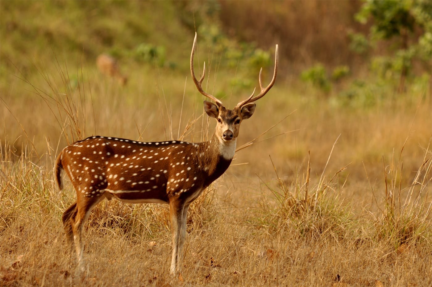 Gir National Park photo 2