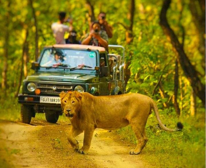 Gir National Park photo 3